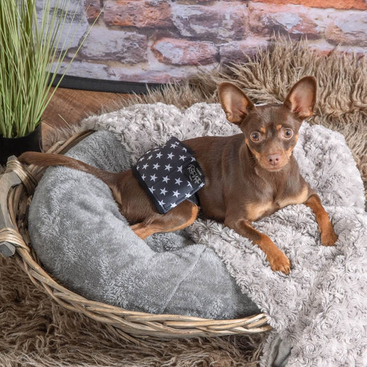 Rakkabelti - XXS - 23-31 cm